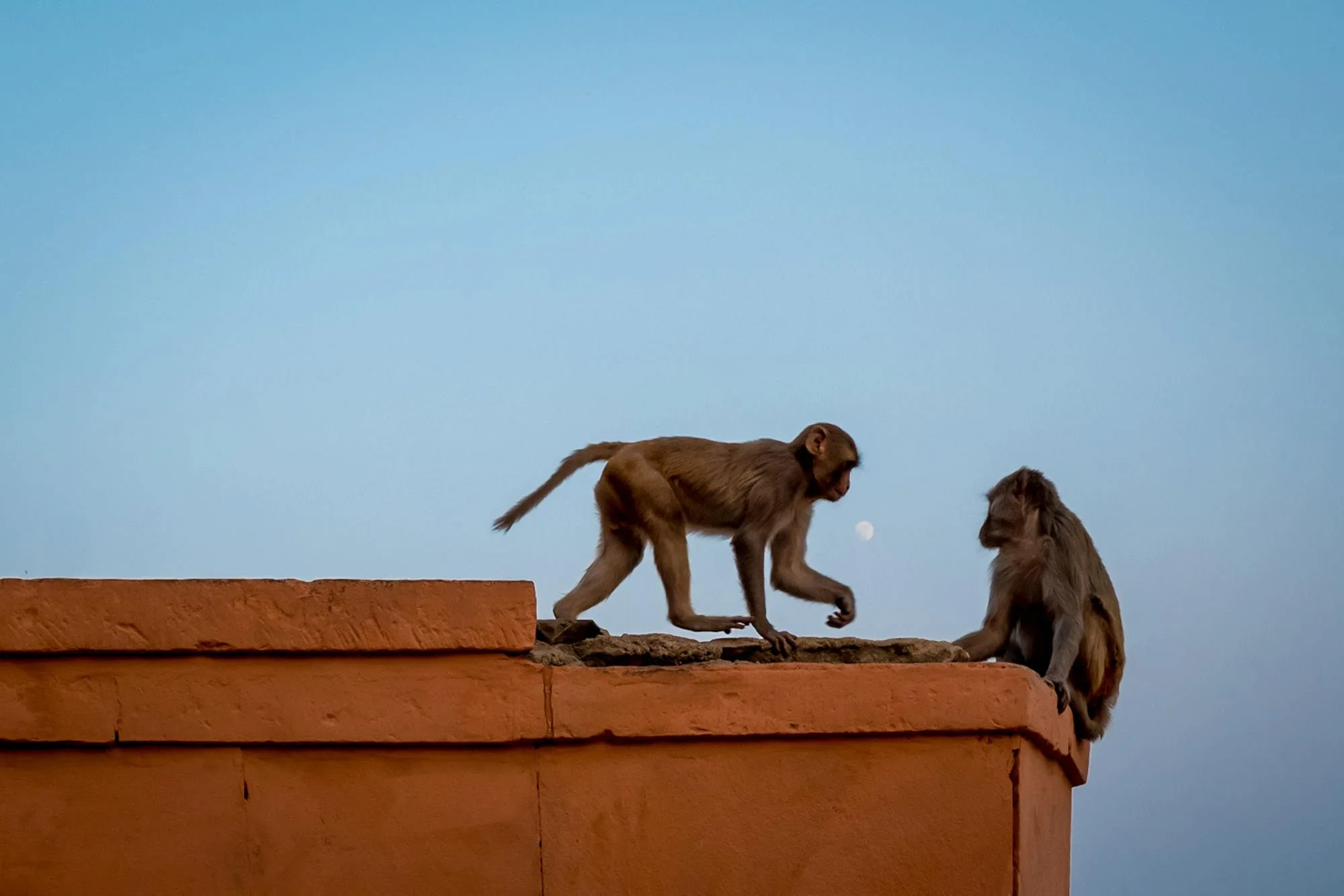 monkeys playing in Indian streets against blue sky and the moon