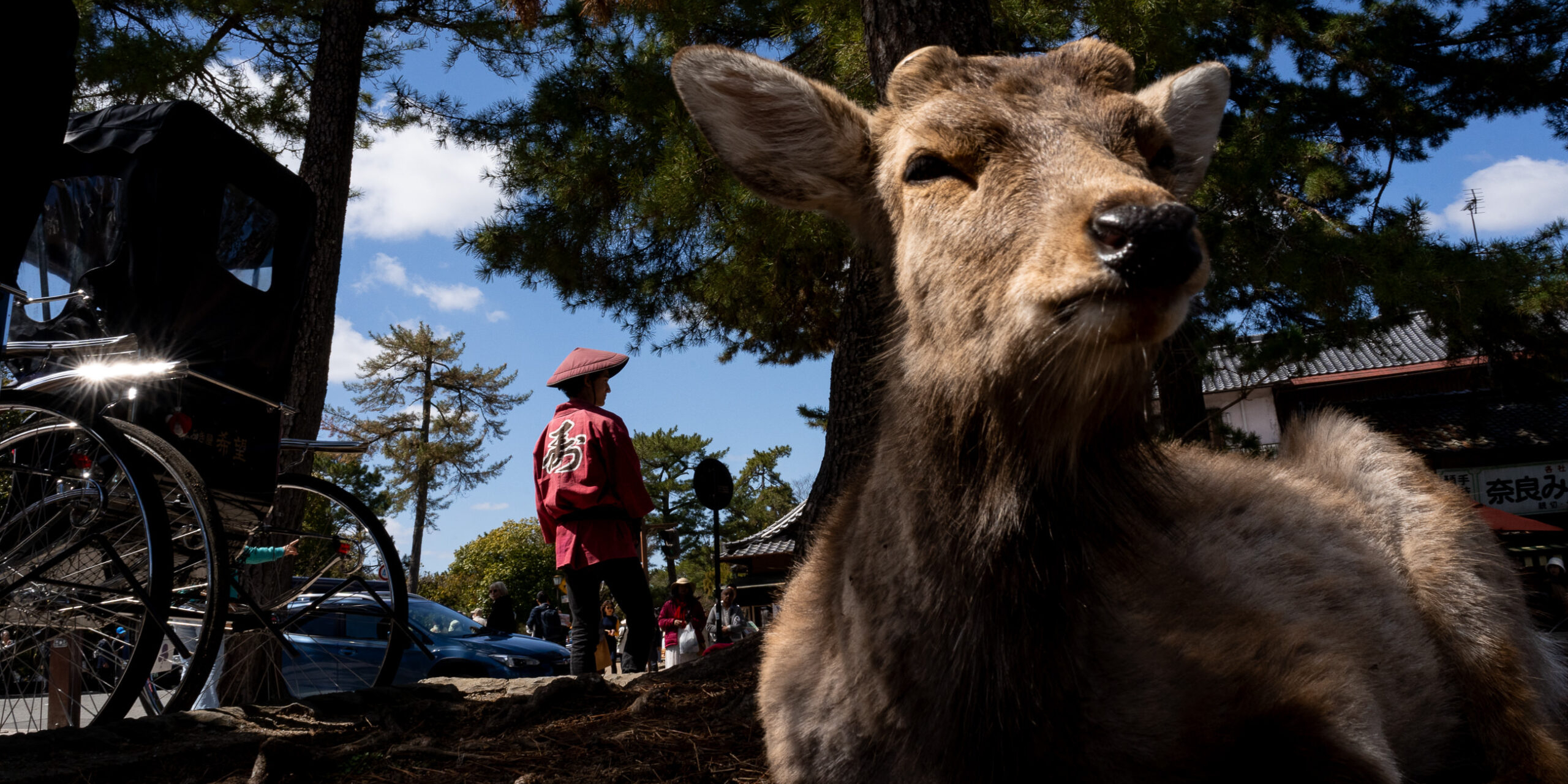 street photo of a deer and a man in red from Japan