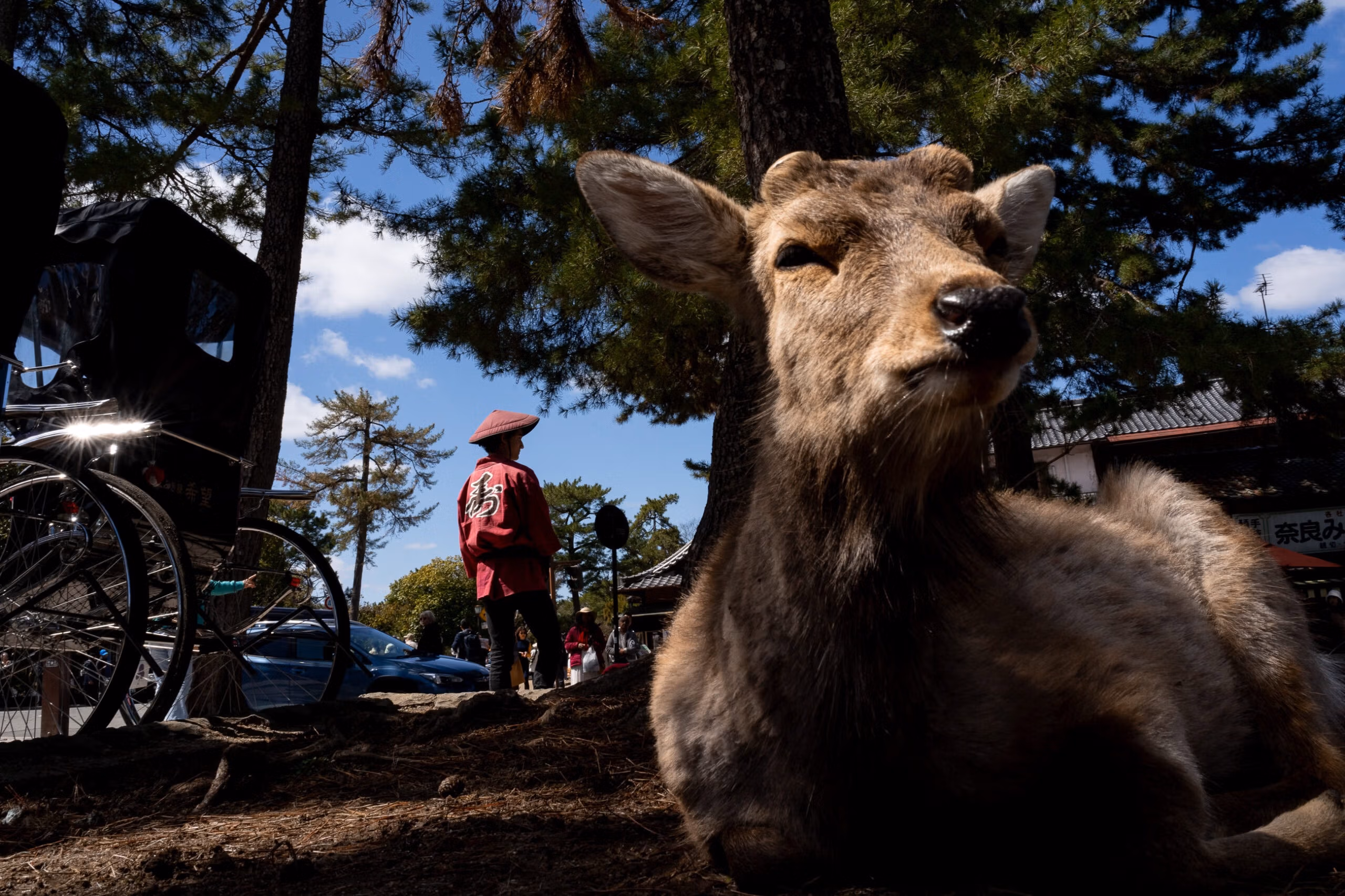 street photo of a deer and a man in red from Japan